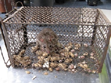 石滩病媒生物防疫机构冬季餐厅饭馆灭鼠的方法
