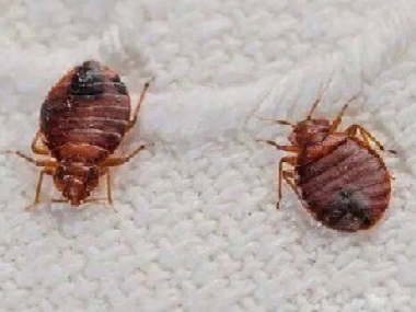 福和虫害防控中心6个方法来帮你如何消灭臭虫