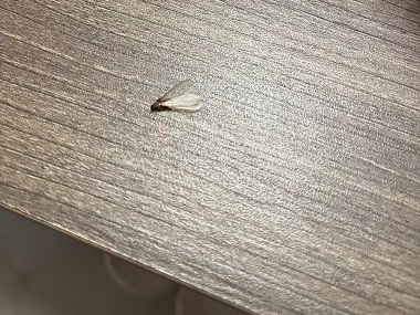 正果白蚁备案中心提前预防分飞期白蚁的方法