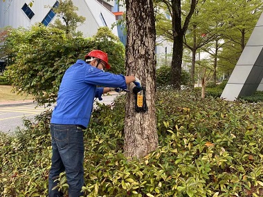 镇龙白蚁备案中心怎么自查树木白蚁受害迹象